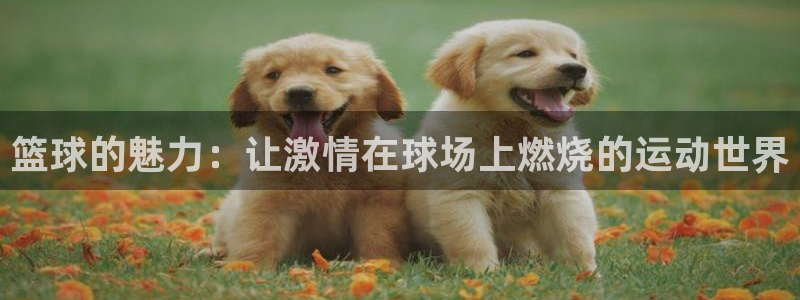 杏悦2平台注册开户